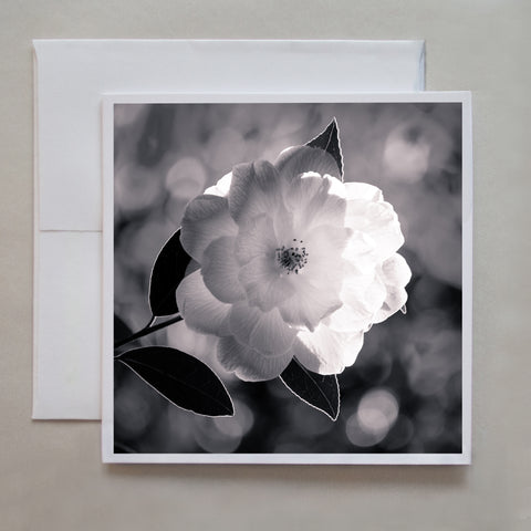 A black and white Camillia flower photograph with stunning back lighting on it's petals by photographer Judy Harrison Cochand.