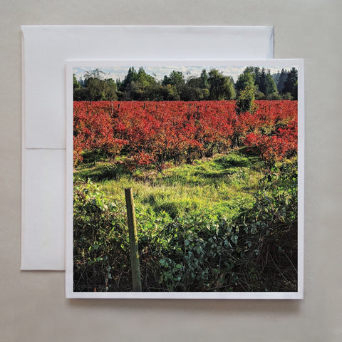 This autumn greeting card shows a blueberry field with fall foliage by photographer Jennifer Echols.