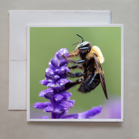 A honey bee collects pollen from a purple lupin blossom at Edward's Gardens, Toronto in this photo greeting card by photographer Caley Taylor.  