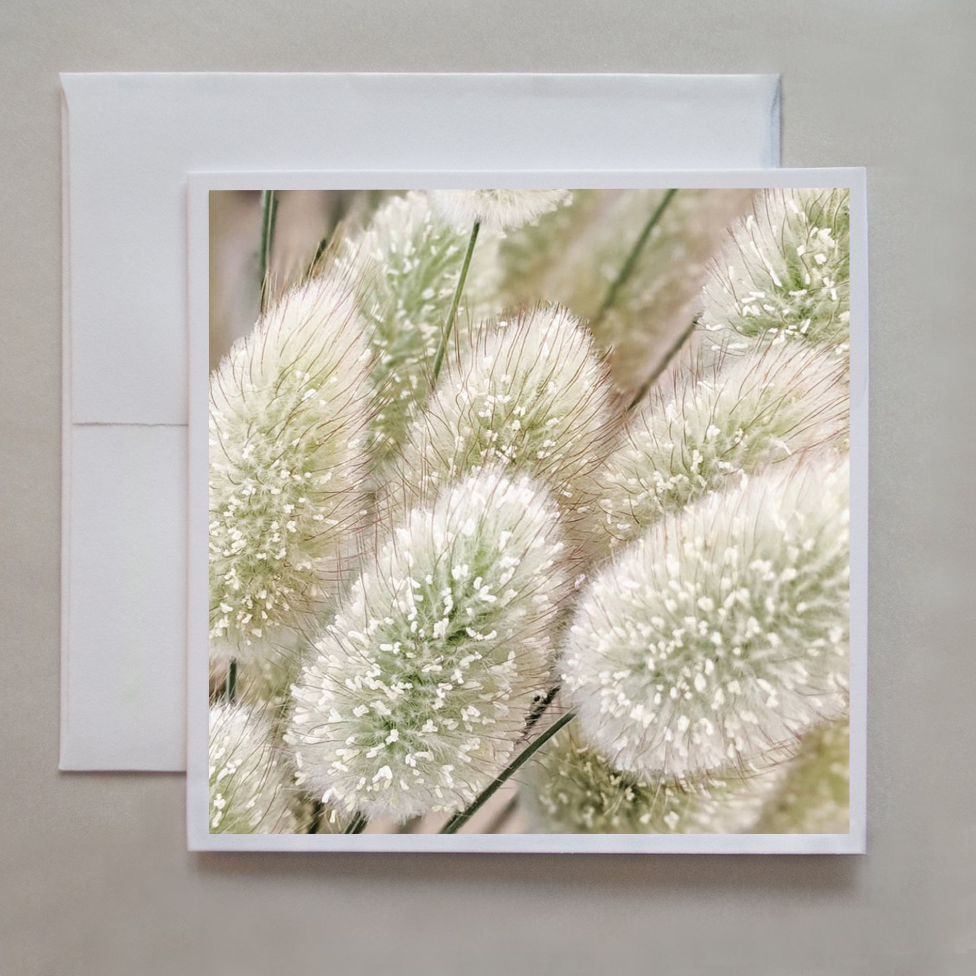 This photo greeting card is a detail shot of the soft, fluffy flower of the bunny tail grass by photographer Jennifer Echols.