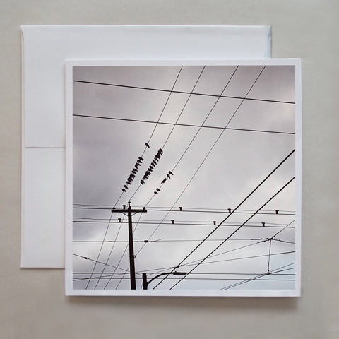 The pigeons are resting on telephone wires in this black and white photograph by Jennifer Echols.