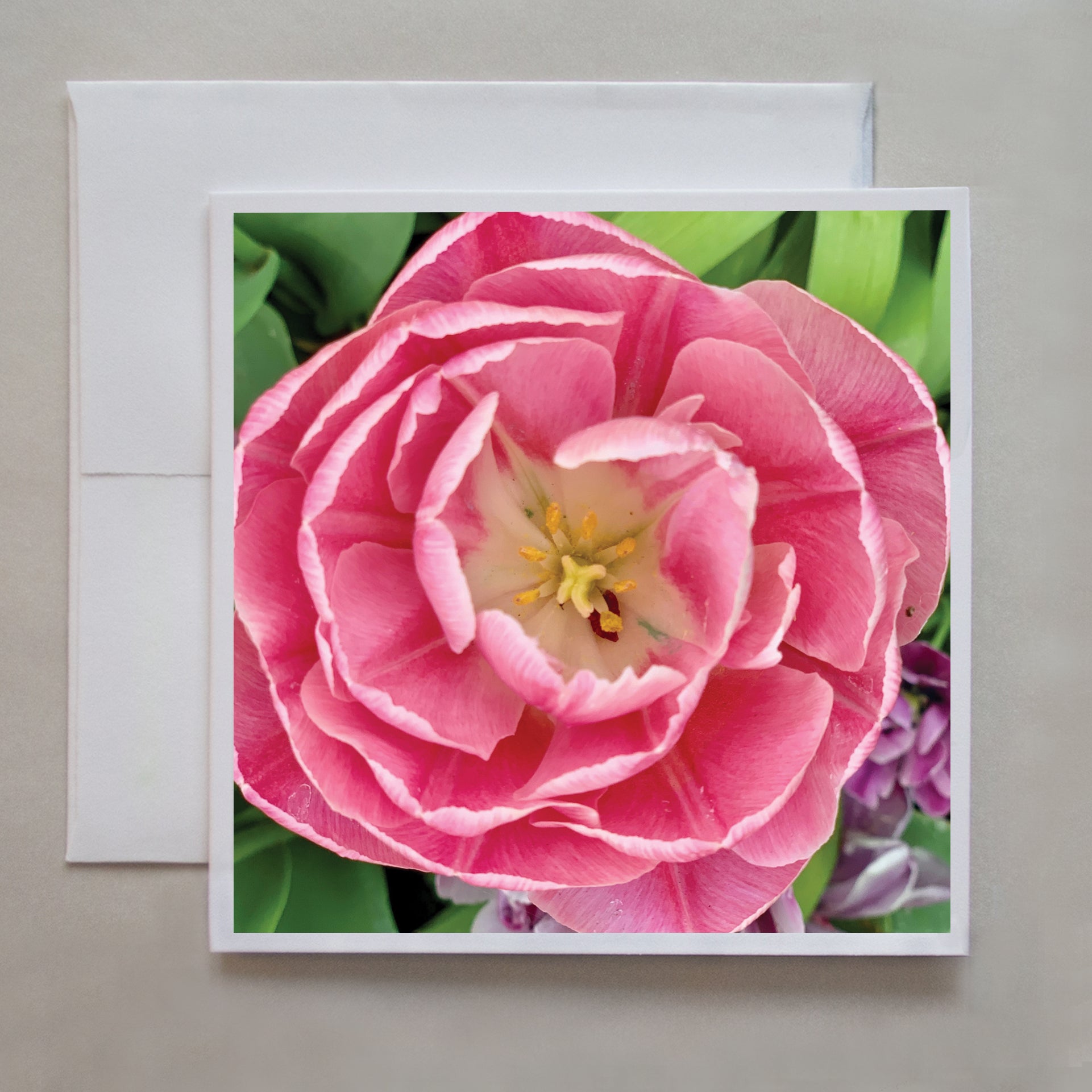 This photo card shows details of the pink flower, Didier's Tulip by Toronto photographer, Caley Taylor.