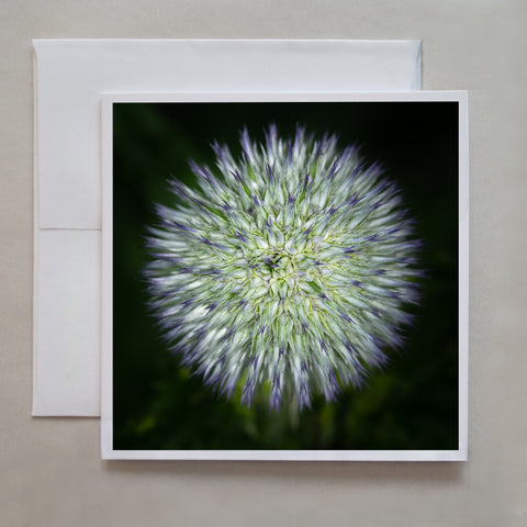 A photograph of the Echinops flower with purple tips on the petals by photographer Judy Harrison Cochand.