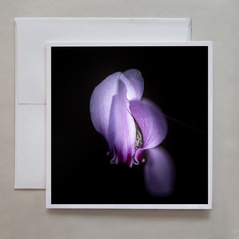 A photograph of a purple Cyclamen flower with one petal dramatically drooping by photographer Judy Harrison Cochand.