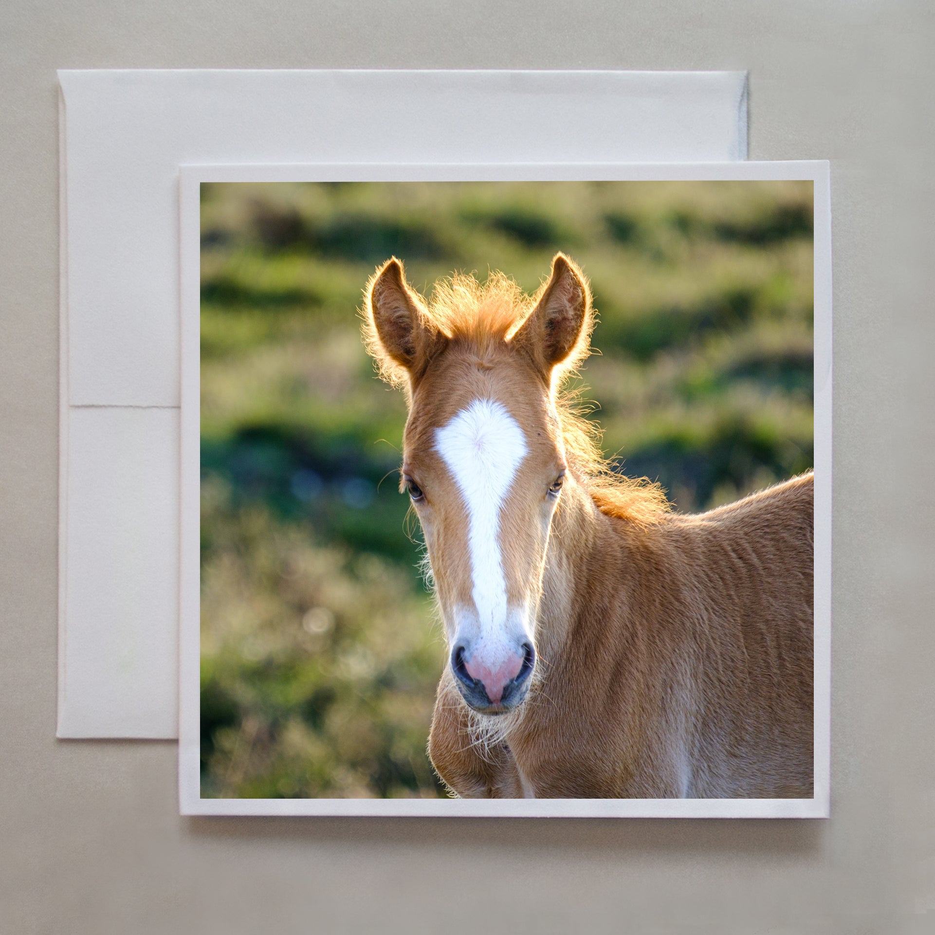 A nature photograph of a new foal with soft sunlight draping over his head by photographer Judy Harrison Cochand. 