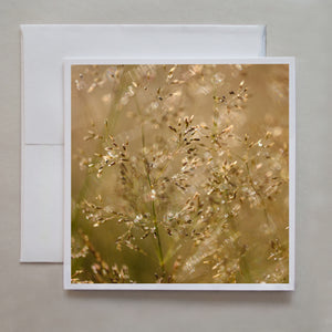 This is a photograph of golden grass seeds in a warm summer afternoon by photographer Judy Harrison Cochand.