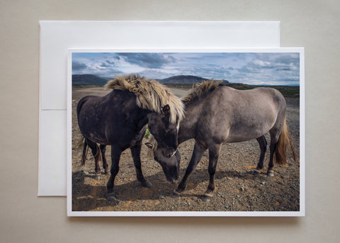 This greeting card shows two beautiful, wild horses snuggling in a desert landscape by photographer Alicia Campbell.