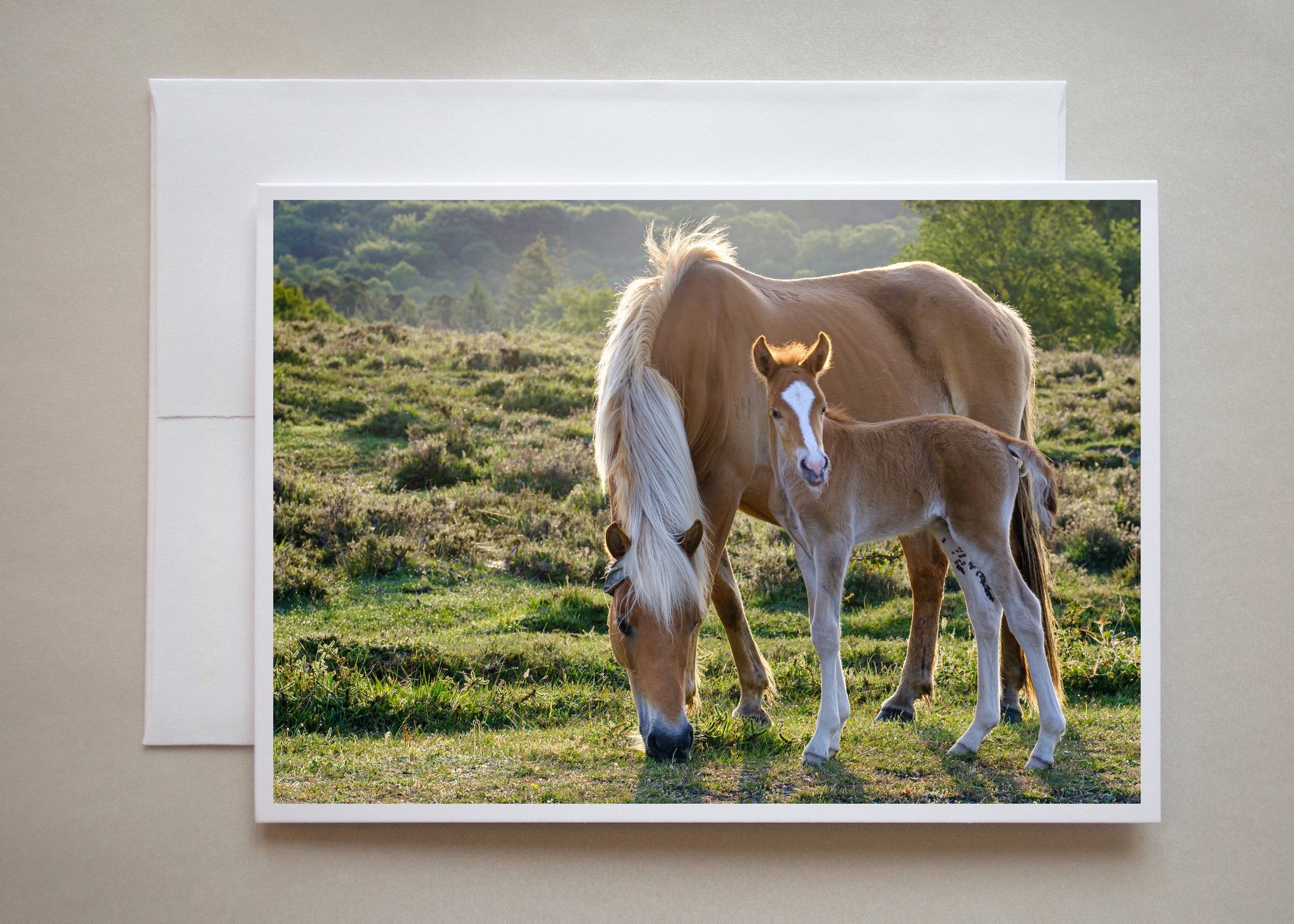 A stunning nature photograph of a new foal with his horse mom.  Soft sunlight is draping over their bodies. Photographed  in New Forest, England  by photographer Judy Harrison Cochand. 
