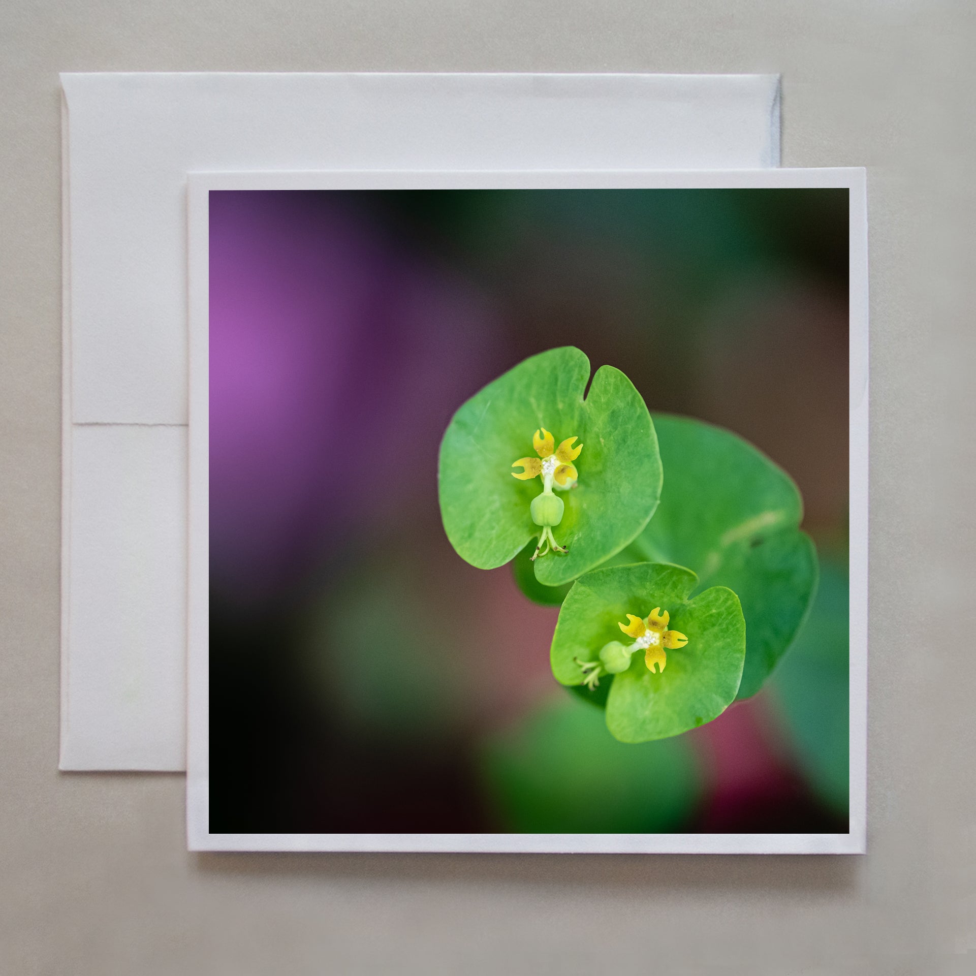 A photograph of the poisonous Euphorbia plant in full bloom by photographer Judy Harrison Cochand.
