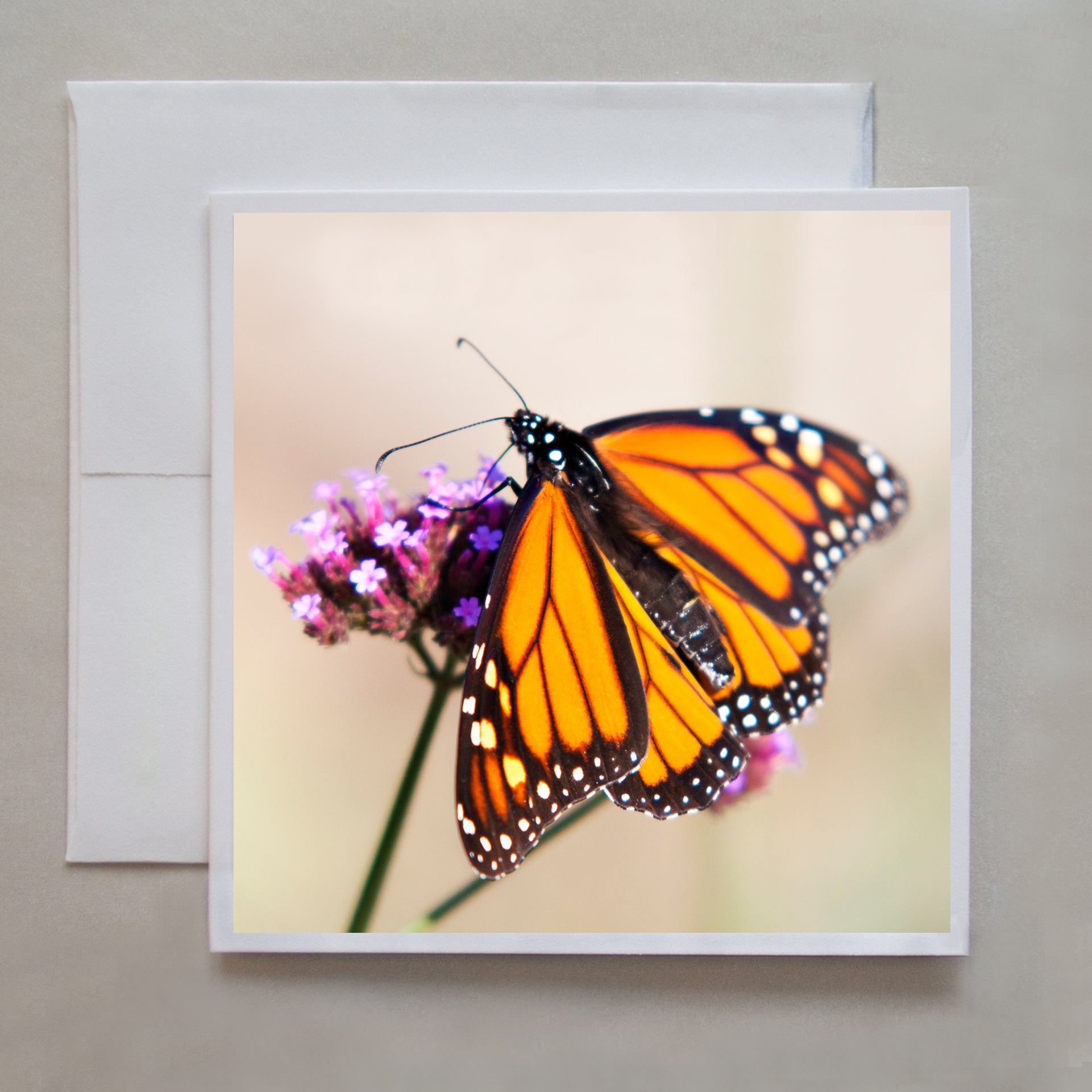 A beautiful, vibrant photograph of a Monarch butterfly feeding on pink and purple flowers by photographer Caley Taylor.