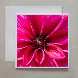 A gorgeous detail of a fuchsia pinnate dahlia flower photo greeting card by photographer Caley Taylor.  