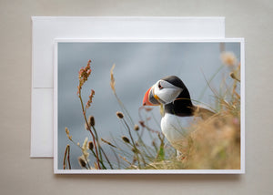 This stunning photograph of a Puffin staring majestically into the water was taken at Orkney by photographer Judy Harrison Cochand.