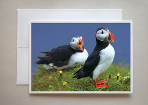 A colourful greeting card of two adorable puffins by photographer Alicia Campbell.