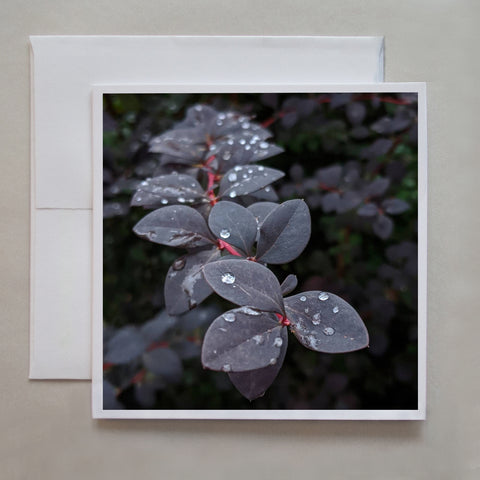 Raindrops are dotting along a reaching purple vine in this gorgeous greeting card by photographer Jennifer Echols.