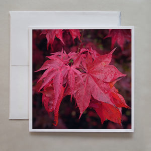 Deep red leaves are soaked in rain water in this beautiful greeting card by photographer Jennifer Echols.