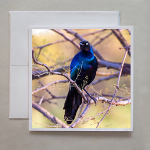 A striking photograph of a blue Rupell's Long-Tailed Starling bird with intense yellow eyes perched on a tree branch by photographer David R. Beatty.