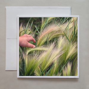 A child runs their hand across soft, wind-blown, tall grasses in the greeting card about sensory play by photographer Jennifer Echols.