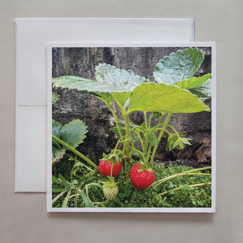 Ripe strawberries are umbrella-ed by their leaves in this photo card by photographer Jennifer Echols. 