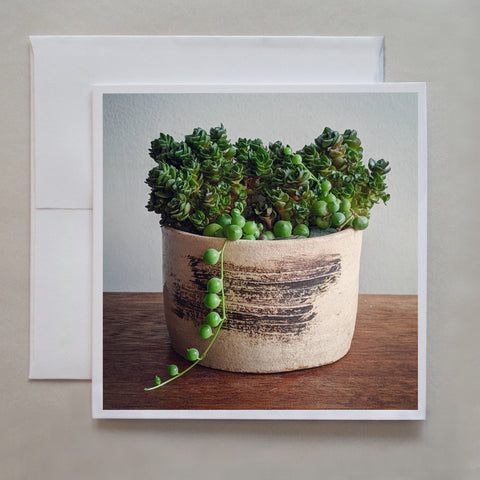 This photograph shows healthy succulents sitting in home-made pottery by photographer Jennifer Echols.