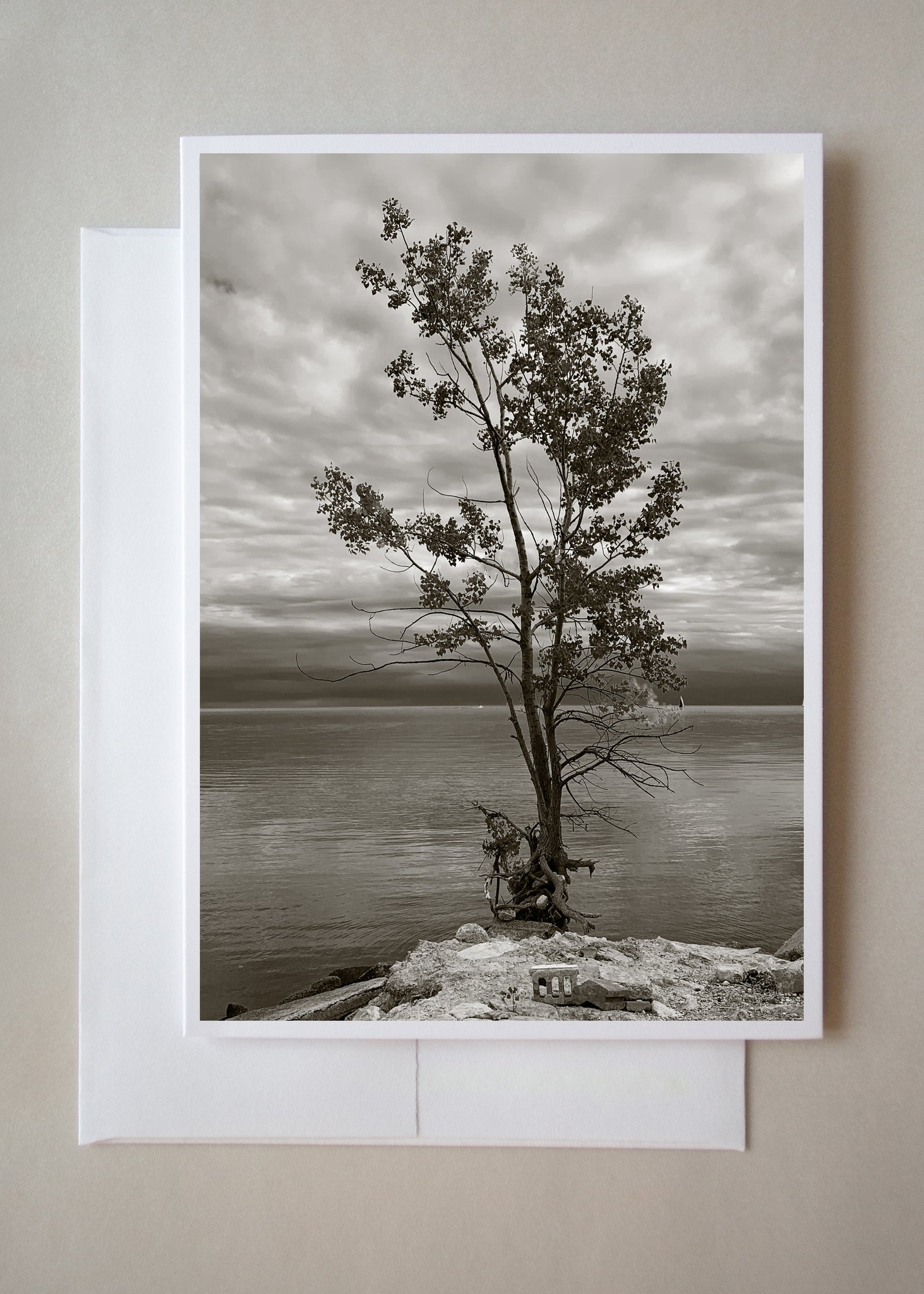 This black and white photo card is of a tree barely hanging on to a cement block with its roots exposed and was photographed along the Tommy Thompson walking trails in Toronto by photographer Caley Taylor.