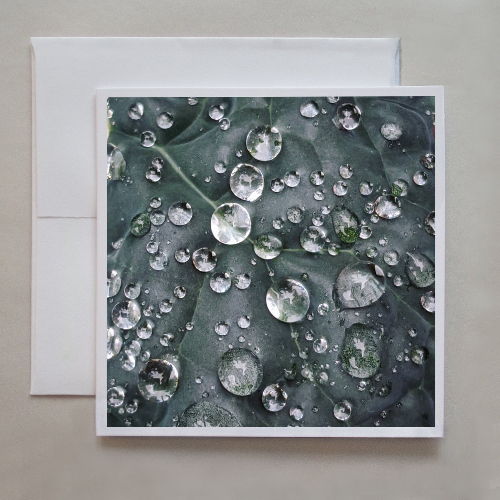 Rain water sits in big droplets on kale in this photo greeting card by photographer Jennifer Echols.