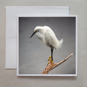 This photograph is of an elegant Snowy Egret Florida bird perching on a dead tree branch on a rainy day by photographer Caley Taylor.